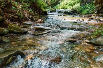 Mountain river in the forest among the rocks