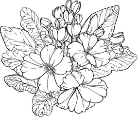 Primrose tattoo, black and white vector sketch illustration of floral ornament bouquet of Primula Francisca simplicity, Embellishment, zentangle design element for card printing coloring pages,