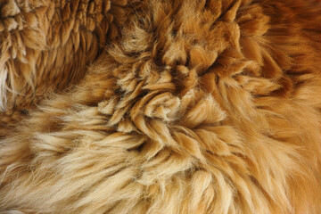 A background of a red Maine Coon cat fur