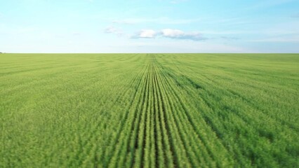 Beautiful view of the endless green agricultural field against the blue sky. A drone flying over a wheat field. Sideways movement. Aerial shot. Picturesque landscape