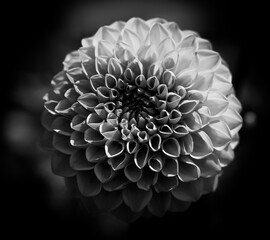 black and white flower