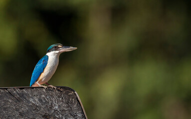 Collared Kingfisher, Krabi, Thailand