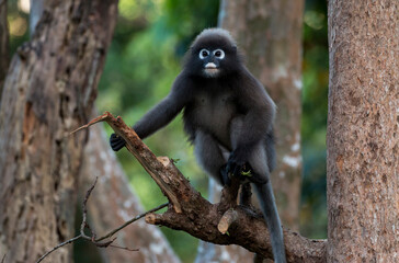 portrait of a wild dusky leaf monkey, Tonsai beach, Krabi, Thailand