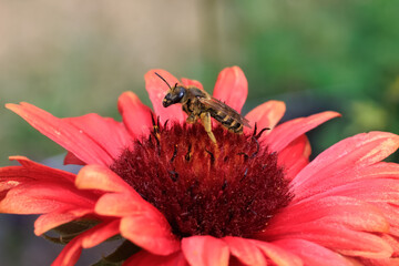 Biene an der Blüte einer Großblumigen Kokadenblume