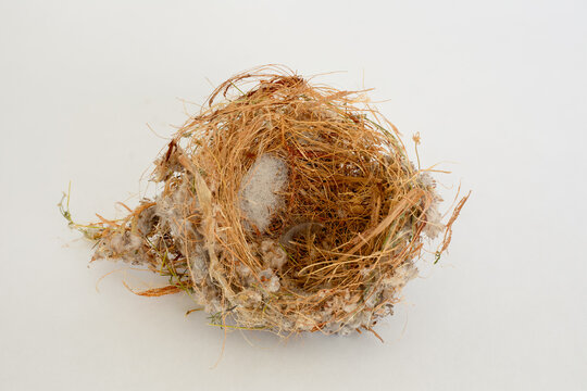 Tiny humming bird nest that fell from a tree