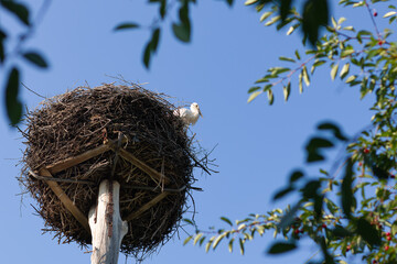 two storks in the nest against the background of the blue sky, hatching eggs.couple of storks in the nest.storks in nature.environmental protection.wild birds.chick care.bird migration.
Ukraine.
birdy
