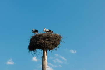 Fototapeta premium two storks in the nest against the background of the blue sky, hatching eggs.couple of storks in the nest.storks in nature.environmental protection.wild birds.chick care.bird migration. Ukraine. birdy