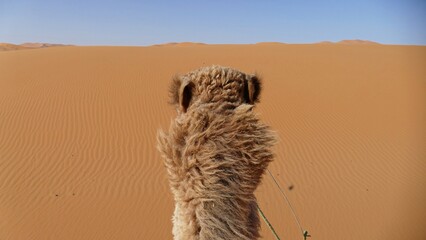 camel - 624154394