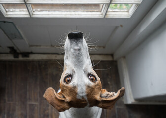 Lurcher gazing up at the camera by a door