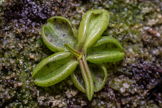 Planta carnivora pinguicula lusitanica
