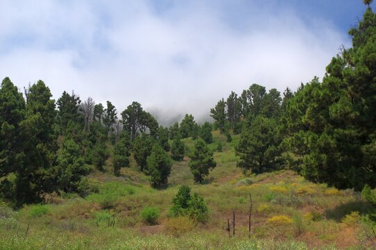 Wolke im Pinenwald auf La Palma