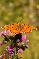 Obraz premium A butterfly on a flower.