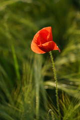 Close-up of a red poppy in a grain field