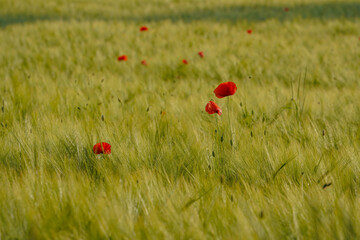 A grain field in the summer sun
