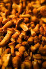 Mushroom close-up of fresh and crispy dark yellow chanterelles