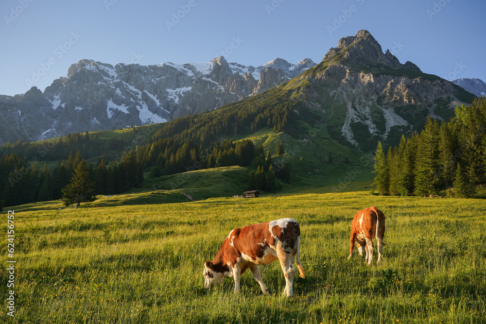 Wall mural Cows during the sunset in the mountains of Austria, mountains ins Salzburg with grazing cattle