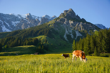 Fototapeta na wymiar Cows during the sunset in the mountains of Austria