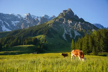 Keuken foto achterwand Alpen Cows during the sunset in the mountains of Austria