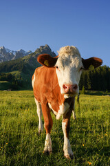Fototapeta na wymiar Cow portrait in the austrian mountains
