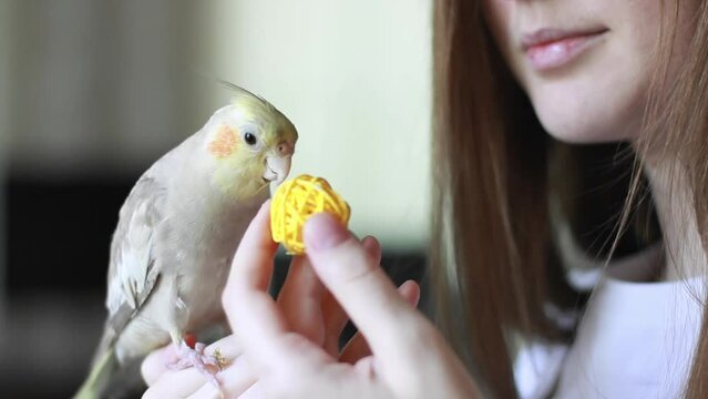Girl playing ball with a parrot close-up