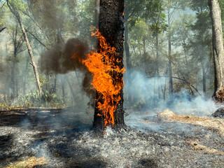US Forest Services Forest Management using Preventive Fire Forest Management in Florida State Parks 