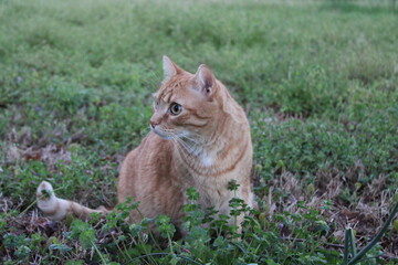Cat outside