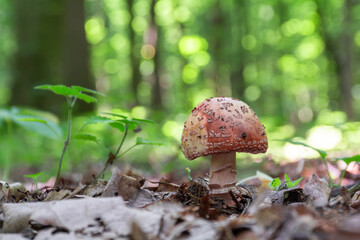 Young mushroom growing in the forest. Edible Blusher fungi Amanita rubescens