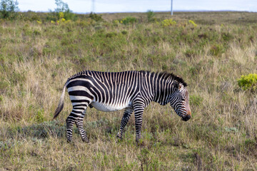 Fototapeta na wymiar Cape Mountain Zebra grazing in a grass field in an South African Game reserve. 