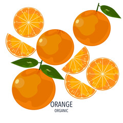 Orange fruit illustration split oranges on a white background Seasonal fruits. Tropical. Isolated image, flat vector illustration.