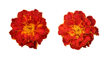 Red orange marigold flower isolated on transparent background	