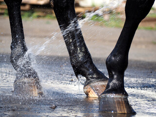 Refreshing the legs of a sports horse with cold water after training