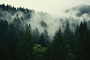 Misty landscape with fir forest, Foggy trees in morning light.
