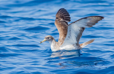 Cory's shearwater preparing to fly off the oceans surface in the Atlantic Ocean. 
