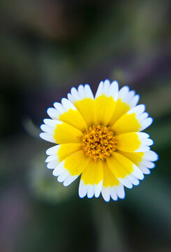Coastal tidytips - Layia platyglossa