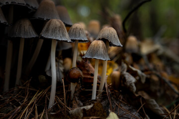 a bunch of mushrooms in the forest