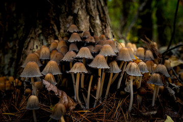 a bunch of mushrooms in the forest