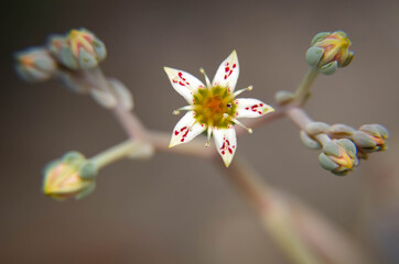 Jade Plant Flower