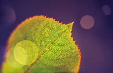 Rose Leaf, illuminated