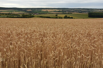 Golden brown Wheat Field before harvest in rural germany Europe with dense stems, calm and overcast. Green Hills and fields in the Background.