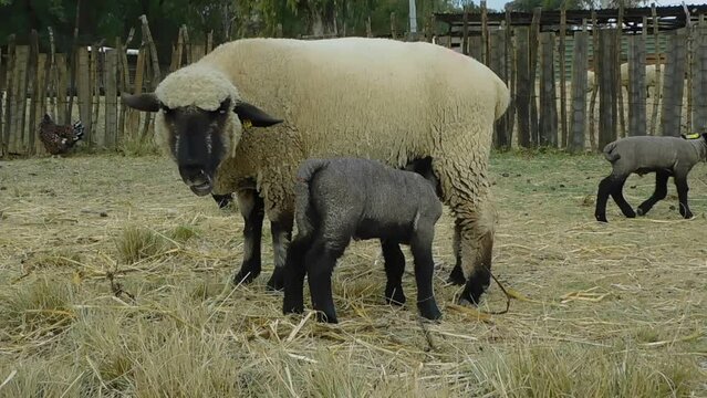 A closeup photo of a beige colored Hampshire Down Ewe Sheep standing next to her cute little Lamb that is grey in color with a black face and legs, that is drinking from her, on a golden grass field.