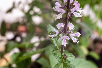 Pink basil flowers in the garden, close up.