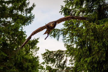 A majestic eagle in flight