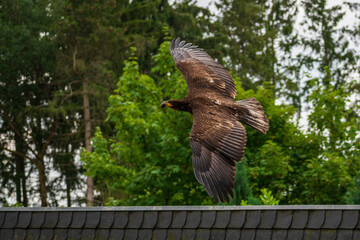 A majestic eagle in flight