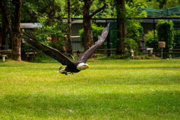A majestic eagle in flight