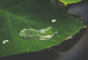 Drops of Satin - water on a tropical leaf
