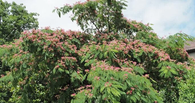 Albizia julibrissin 'Rosea' - Arbre &agrave; soie ou Mimosa de Constantinople, arbre &agrave; couronne &eacute;tal&eacute;e et &agrave; floraison rose en forme de pompons au bout de rameaux au feuillage dense tremblant dans le vent
