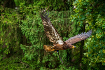 A majestic eagle in flight