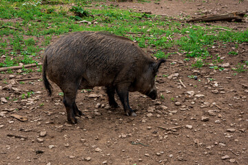 Wild boar in the forest in Germany.