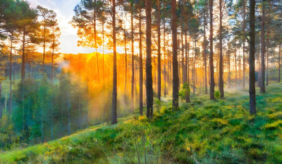Sunrise streams onto the tall pines of the forest background