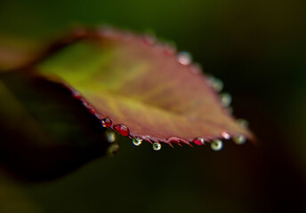 Worn like Jewels - drops on a leaf